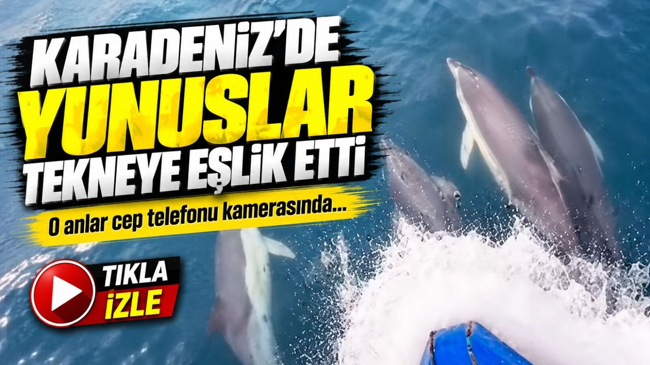 Karadeniz’de Yunuslar Tekneye Eşlik Etti; O Anlar Cep Telefonu Kamerasında