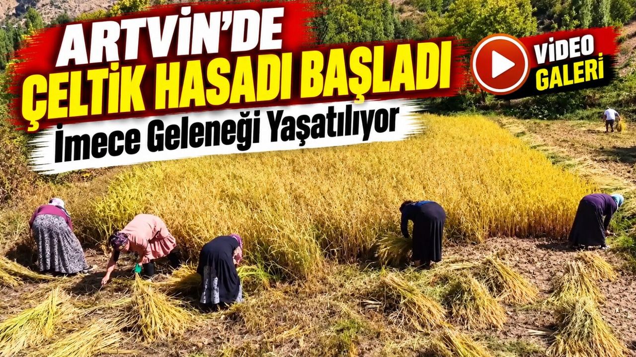 Artvin’de Altın Rengine Dönen Tarlalarda Çeltik Hasadı Başladı