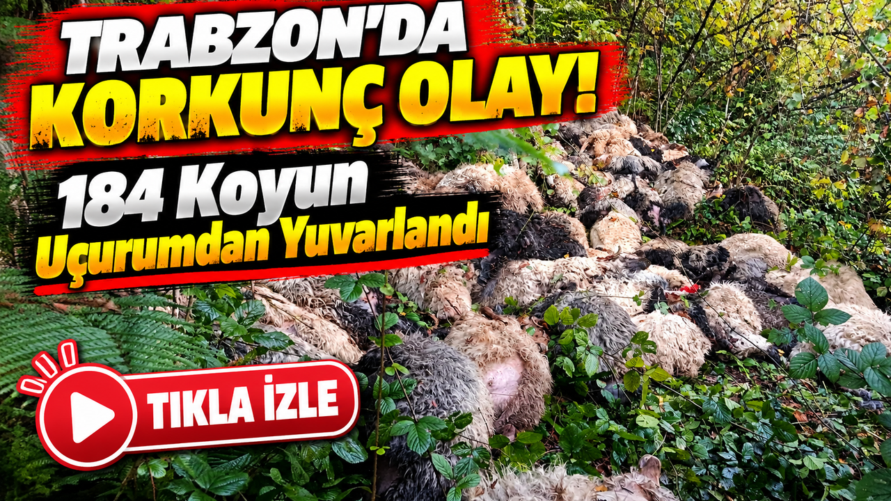 Trabzon'da Korkunç Olay! 184 Koyun Uçurumdan Yuvarlandı