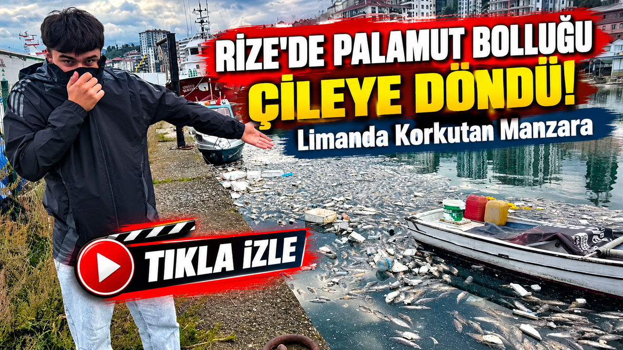 Rize'de Palamut Bolluğu Çileye Döndü! Limanda Korkutan Manzara