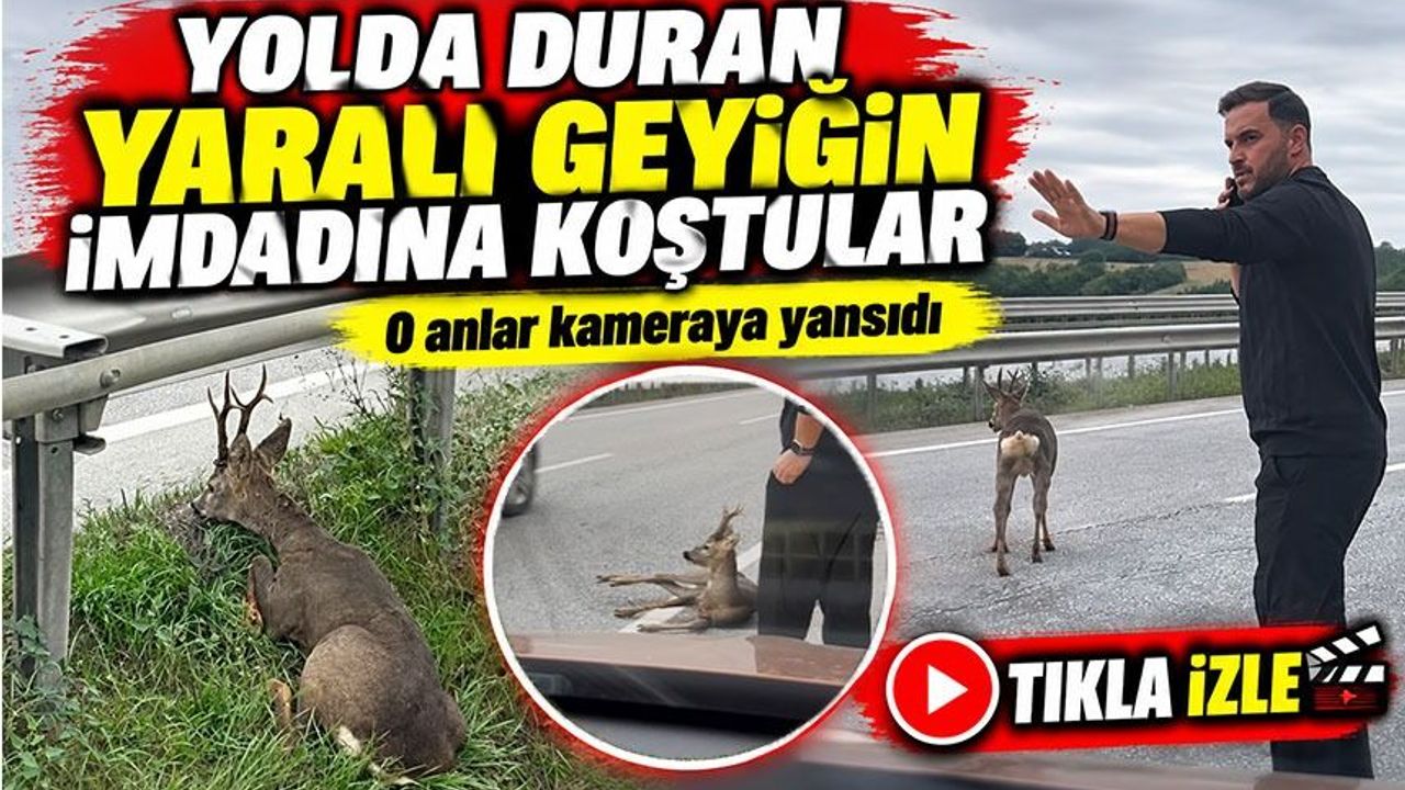 Yolda Duran Yaralı Geyiğin İmdadına Koştular; O Anlar Kameraya Yansıdı