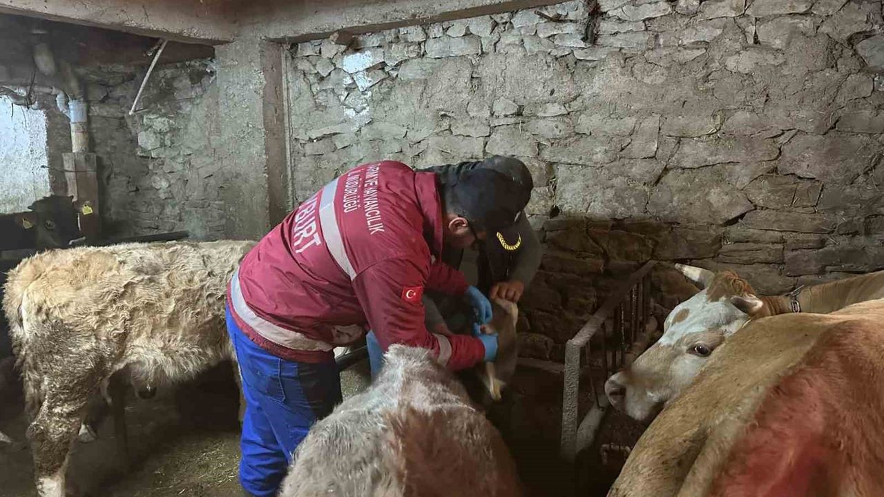 Aydıntepe'de şap aşılama ve küpeleme çalışmaları yeni yerleşimlerde devam ediyor