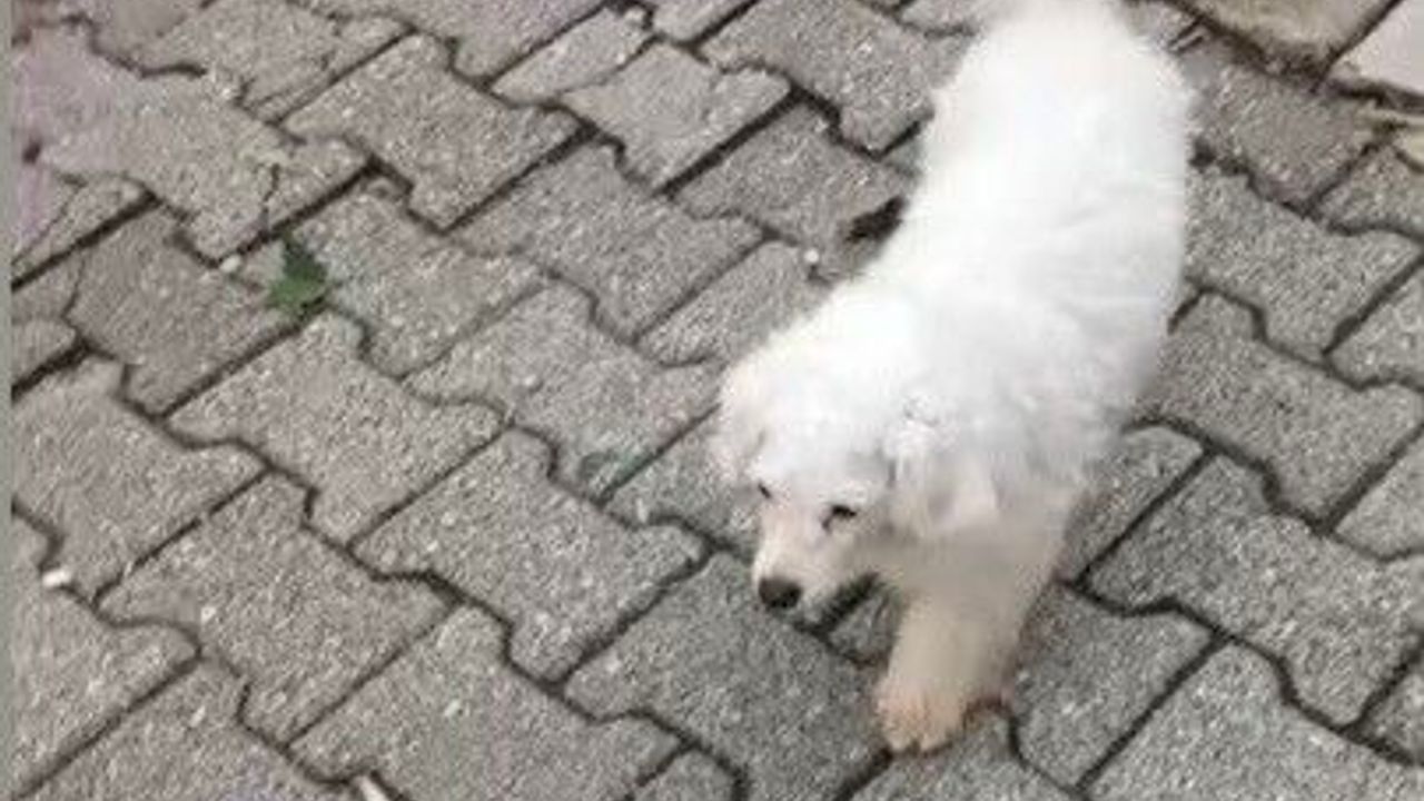Motosikletle kovalayıp çaldıkları Pamuk'u polis buldu
