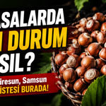 Fındık Fiyatları Yeniden Yazılıyor: İşte Yeni Sezon Fiyatları