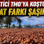 TMO Ordu’da Fındık Alımına Başladı: Serbest Piyasayla Fark Dikkat Çekti
