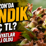 Fındık fiyatlarında makas açıldı: TMO 255 TL verirken piyasada hangi rakamlar var?