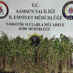 Bafra'da bin 655 kök kenevir ele geçirildi