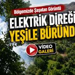 Gümüşhane’de doğa direği yuttu: Gören ağaç sanıyor