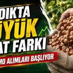 Fındık fiyatlarında yeni tablo: TMO ile piyasa farkı büyüdü