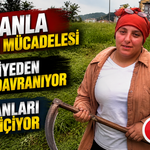 Rize’de Tırpanla Geçim Mücadelesi: “Nerede Ot Var Biz Oradayız”