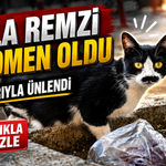 Samsun’un Bıyıklı Kedisi Fenomen Oldu: Adı “Pala Remzi”