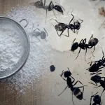 Karıncalardan Kurtulmak İçin İki Malzeme Yetiyor: Evde Kolayca Hazırlanıyor