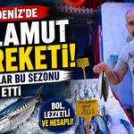 Karadeniz’de Palamut Bereketi: Balıkçılar Bu Sezonu İşaret Etti