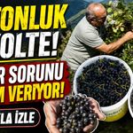 Gümüşhane’de aronya üretimi hızla büyüyor: 40 üretici sahada