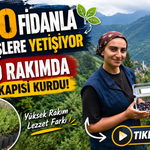 1300 Rakımda Gelir Kapısı Kurdu: 250 Fidanla Siparişlere Yetişiyor