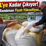 Fındıkta Randıman Fiyatı Yükseltiyor: 280 Tl’ye Kadar Çıkıyor