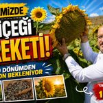 Bölgemizde Ayçiçeği Bereketi: 200 Dönümden 60 Ton Bekleniyor