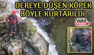 Trabzon’da Dereye Düşen Köpek, İtfaiye Ekipleri Tarafından Kurtarıldı