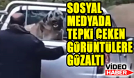 Hayvan Şiddetine Geçit Yok: Trabzon’da Saldırgan Yakalandı