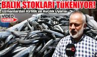 Karadeniz’de Balık Stokları Alarm Veriyor: Kirlilik ve Aşırı Avcılık Etkili