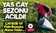 2025 Yaş Çay Sezonu Başladı: ÇAYKUR 49 Fabrikasıyla Alıma Hazır