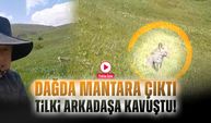 Dağda Mantara Çıktı, Tilki Arkadaşa Kavuştu! Gümüşhane’de Sıradışı Buluşma