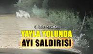 Yayla Yolunda Ayı Saldırısı! O Anlar Kayıtta...