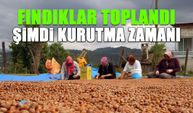 Fındıklar Toplandı! Şimdi Kurutma Zamanı...