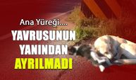 Ana Yüreği! Ölen Yavrusunun Yanından Ayrılmadı