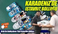 Karadeniz’de istavrit bereketi yaşanıyor: Balıkçılar kasalar dolusu avla kıyıya dönüyor