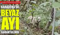 Çamlıhemşin’de Bir İlk: Beyaz Ayı ve Yavruları Görüntülendi