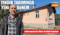Giresun Üniversitesi fındık dokusundan soğuğa dayanıklı fidan üretecek
