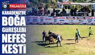 Ardanuç’ta Ertelenen Boğa Güreşleri Festivali Coşkuyla Tamamlandı
