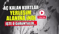 Artvin'de Aç Kalan Kurtlar Yerleşim Alanına İndi! İşte O Görüntüler...