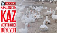 Ordu kırsalında kaz yetiştiriciliği yaygınlaşıyor: Belediye desteğiyle büyüyor