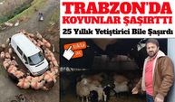 25 Yıllık Yetiştirici Bile Şaşırdı: Trabzon’da Koyunlardan İlginç Davranış