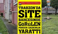 Trabzon Arsin’de Site Bahçesine Giren Porsuk Panik Yarattı; Uzmanlardan uyarı!
