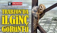 Trabzon Araklı’da direk üzerinde uyuyan baykuş ilgi odağı oldu