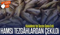 Karadeniz’de Hamsi Sezonu Sona Erdi: Trabzon Tezgâhlarında İlk Kez Görülmedi