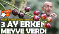 Karadeniz’de Şaşırtan Gelişme: Karayemiş Ağacı Erken Hasat Verdi