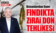 Fındık Üreticileri Alarmda: Zirai Don Riski Devam Ediyor Uzmanlar Uyarıyor!
