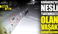 Karadeniz'de Nesli Tükenmekte Olan Vaşak Bir Yıl Sonra Yeniden Görüntülendi