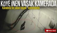 Bayburt’ta Köye İnen Vaşak Kamerada: Yol Kenarında Çevreyi İzledi