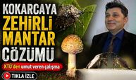Baş Belası Kokarcaya Zehirli Mantar Çözümü ; KTÜ’den Umut Veren Çalışma