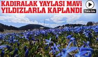 Trabzon’un Kadıralak Yaylası Mavi Yıldızlarla Kaplandı; Mavi Yıldız Çiçekleri Açtı