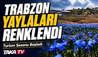 Trabzon yaylaları mayısla renklendi turizm hareketlendi