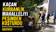 Rize’de Kaçan Kurbanlık Mahalleliyi Peşinden Koşturdu: Belediye Ekipleri Devreye Girdi