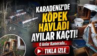Aç Kalan Ayılar  Karadeniz'de Köye İndi Kovanları Parçaladı: O Anlar Kamerada