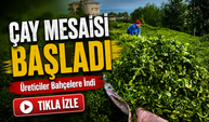 Rize’de Çay Hasadı Başladı! Üreticiler Bahçelere İndi