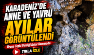 Karadeniz’de Anne Ayı ve Yavruları İnlerinde Dronla Görüntülendi